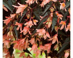 Begonia Bellavista Salmon (vaso 14 cm)