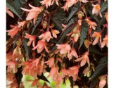 Begonia Bellavista Salmon (vaso 14 cm)
