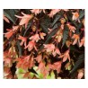Begonia Bellavista Salmon (vaso 14 cm)