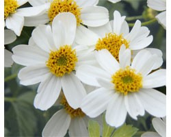 Pianta di Bidens Bellamy white (Vaso 14 cm)