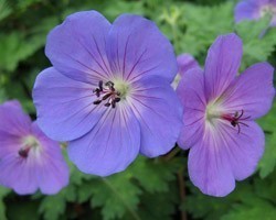 Pianta di Geranium Rozanne (Vaso 14 cm)