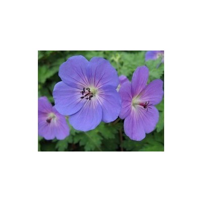 Pianta di Geranium Rozanne (Vaso 14 cm)