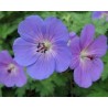Pianta di Geranium Rozanne (Vaso 14 cm)