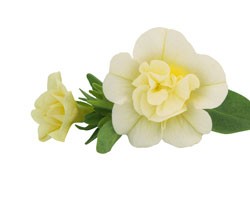 Calibrachoa Superbells Double Cream (Vaso 14 cm)