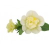 Calibrachoa Superbells Double Cream (Vaso 14 cm)