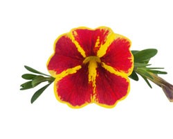 Calibrachoa Superbells Red Starbust (Vaso 14 cm)