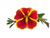 Calibrachoa Superbells Red Starbust (Vaso 14 cm)