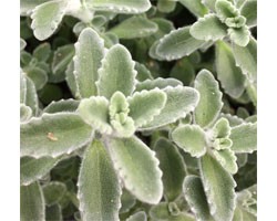 Pianta di Plectranthus amboinicus  Origano cubano (Vaso 14 cm)