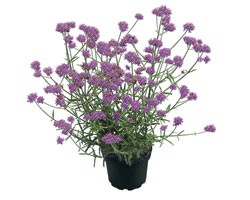 Verbena Bonariensis Lollipop (Vaso 14 cm)