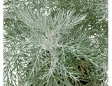 Artemisia mauiensis Makana