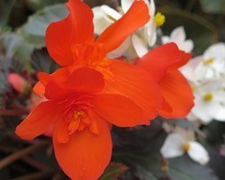 Pianta di Begonia Unstoppable Upright Fire (Vaso 14 cm)