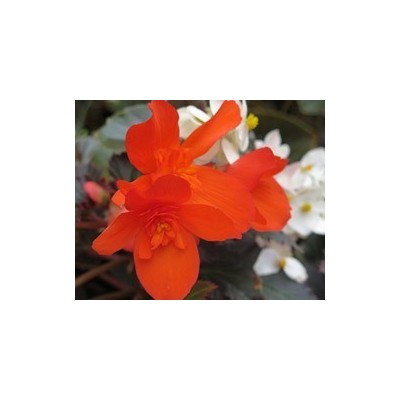 Pianta di Begonia Unstoppable Upright Fire (Vaso 14 cm)