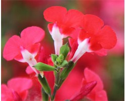 Pianta di Salvia greggii Hot Lips ( vaso cm 14)