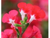 Pianta di Salvia greggii Hot Lips ( vaso cm 14)