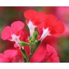 Pianta di Salvia greggii Hot Lips ( vaso cm 14)