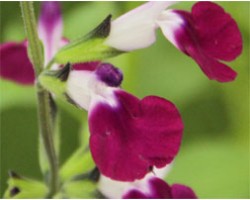 Pianta di Salvia greggii Amethyst ( vaso cm 14)
