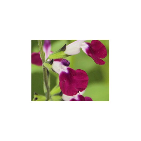 Pianta di Salvia greggii Amethyst ( vaso cm 14)