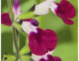 Pianta di Salvia greggii Amethyst ( vaso cm 14)