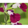Pianta di Salvia greggii Amethyst ( vaso cm 14)