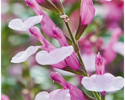 Pianta di Salvia greggii Joy ( vaso cm 14)