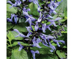 Salvia Rockin Sky Blue (Vaso 14 cm)