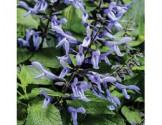 Salvia Rockin Sky Blue (Vaso 14 cm)