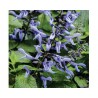 Salvia Rockin Sky Blue (Vaso 14 cm)