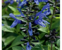 Salvia Rockin True Blue (Vaso 14 cm)