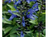 Salvia Rockin True Blue (Vaso 14 cm)
