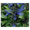 Salvia Rockin True Blue (Vaso 14 cm)