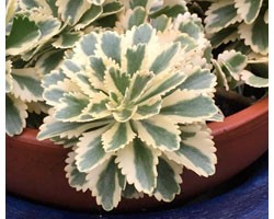 Sedum takesimense Atlantis (Vaso 14 cm)