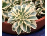 Sedum takesimense Atlantis (Vaso 14 cm)