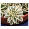 Sedum takesimense Atlantis (Vaso 14 cm)