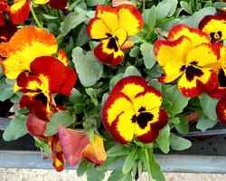 Viola ricadente Freefall XL Fire