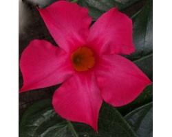 Dipladenia Sundaville Classic Fuchsia Pink (Vaso 12 cm)