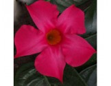 Dipladenia Sundaville Classic Fuchsia Pink (Vaso 12 cm)