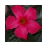 Dipladenia Sundaville Classic Fuchsia Pink (Vaso 12 cm)