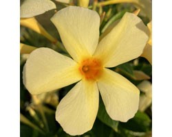 Dipladenia Sundaville Mimi Yellow (Vaso 12 cm)