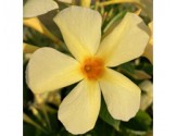 Dipladenia Sundaville Mimi Yellow (Vaso 12 cm)