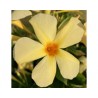 Dipladenia Sundaville Mimi Yellow (Vaso 12 cm)