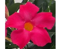 Dipladenia Sundaville Mimi Pink (Vaso 12 cm)