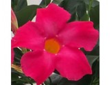 Dipladenia Sundaville Mimi Pink (Vaso 12 cm)