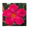Dipladenia Sundaville Mimi Pink (Vaso 12 cm)