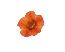 Calibrachoa Orange (Vaso 14 cm)