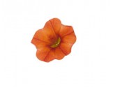 Calibrachoa Orange (Vaso 14 cm)