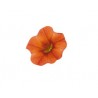Calibrachoa Orange (Vaso 14 cm)