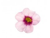 Calibrachoa Kona Tiki Soft Pink (Vaso 14 cm)