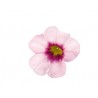 Calibrachoa Kona Tiki Soft Pink (Vaso 14 cm)