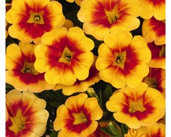 Calibrachoa Hula Gold Medail (Vaso 14 cm)