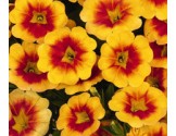 Calibrachoa Hula Gold Medail (Vaso 14 cm)
